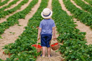 Bike Rides and Berry Picking – An Old Fashioned Summer as Parents Try to Save Cash