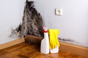 Can I Remove Black Mold on My Own?