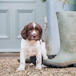 The Most Sought-After, Dog-Friendly Destinations in the UK 