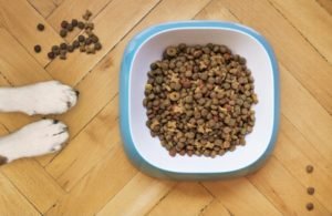 How Much Food Should I Feed My Dog?