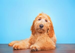 Doodle Delight: The Playful Personality of Golden Doodles Unveiled