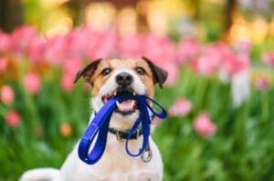 These Spring Blooms Could Have Hidden Dangers for Your Dogs