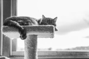 Best Home Accessories and Adaptations for Your Cat