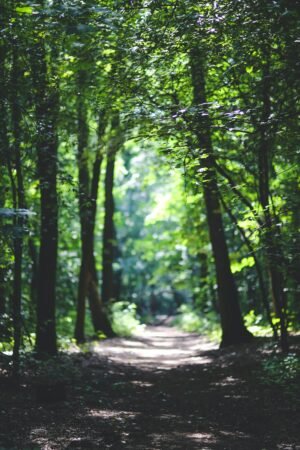 The Impact of Natural and Green Spaces: Can an Outdoor Lifestyle Help You Live Longer?