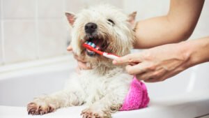 Less Than 10% of British Dog Owners are Brushing Their Dogs’ Teeth Daily