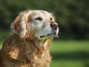 Looking After Your Senior Dog: What to Expect as Your Pup Gets Older 