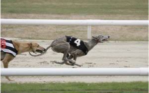 The Last Three Winners of the Irish Greyhound Derby