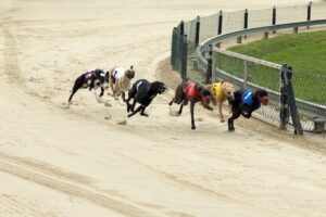 Does Greyhound Racing Have a Future? 