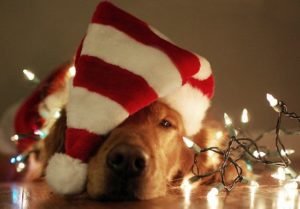 5 Ways to Make Your Dog Feel Special This Winter