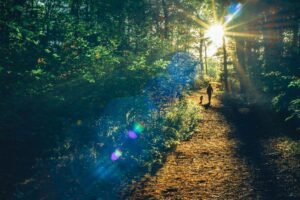 What is Forest Bathing? Sleep Experts Reveal this is the SECRET to a Good Night’s Sleep