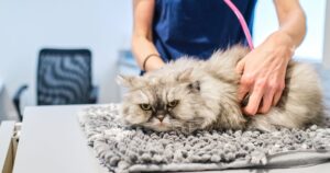 Don’t Ignore These Signs: When it’s Time to Take Your Pet to the Vet