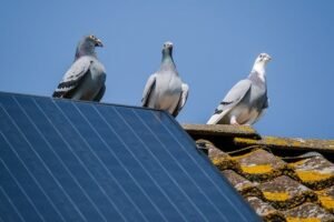 Why Do Pigeons Like Solar Panels? 