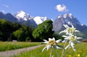 Edelweiss, Edelweiss – Discover the Beauty Benefits of This Petite but Potent Flower