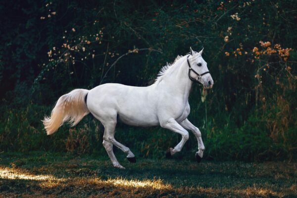 How to Prepare Your Land for a Horse