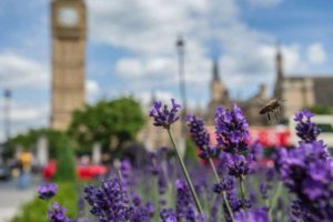 London Mayor Launches Bid to Create World’s First National Park City