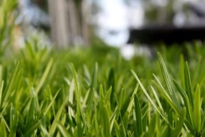 The Ultimate Guide to Choosing the Right Synthetic Turf for Your Indoor Design Project