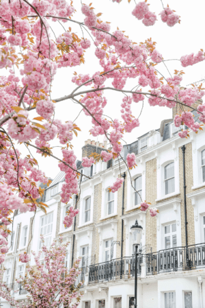 Where to Find the Best Blossom in London