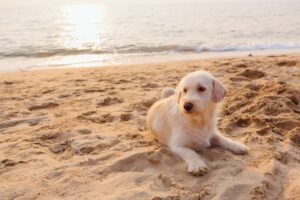 4 Dog-Friendly Things to do in Nantucket