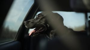 7 Tips You Should Follow When Road-Tripping with Your Dog