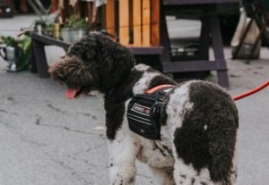 Service Dogs in the Workplace — Everything You Need to Know