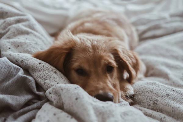 4 Signs to Look Out for to Know if Your Dog is Healthy