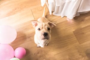 What is the Best Choice of Pet-Friendly Floor for Your Home?