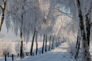 Winter Photography Tips to Help You Capture the True Beauty of the Season