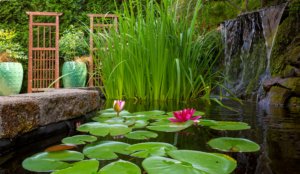 Get Inspired! Great Ideas for Decorating Your Backyard Pond