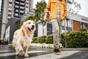 What Human Habits are Also Good for Dogs? Here’s What You Should Know